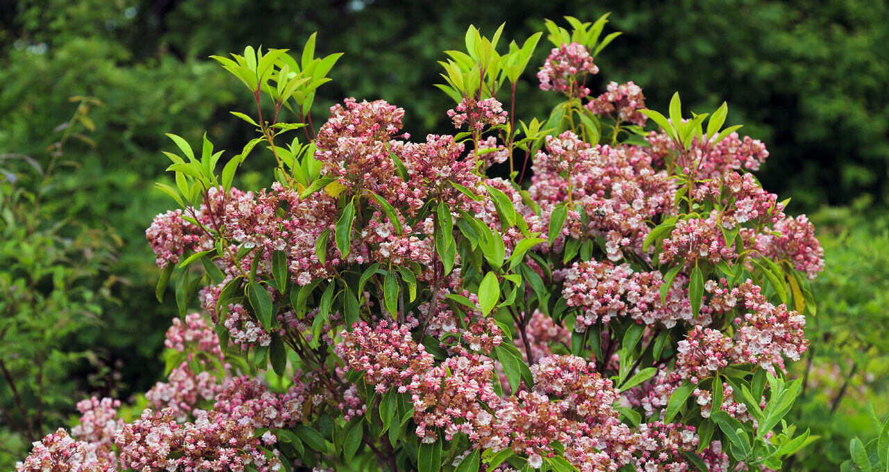 Mountain Laurel (Kalmia Latifolia) | 50+ seeds | UK Hardy | Rare|