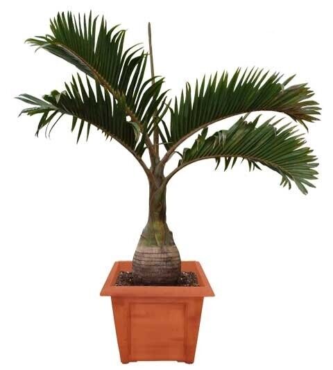 Bottle Palm (Hyophorbe Lagenicaulis) | 5 fresh seeds