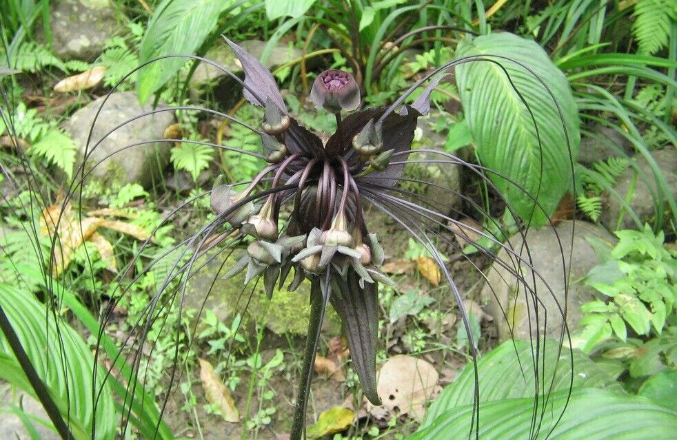 Black Bat Flower (Tacca Chantrieri) | 10+ seeds