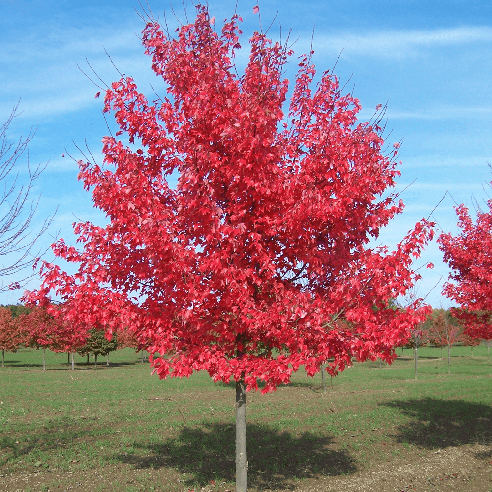 Red Maple Tree (Acer Rubrum) 20 seeds | Bonsai | Same Day Dispatch