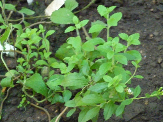Stevia (Stevia Rebaudiana) | 30+ Seeds | Organically Grown | Own Crop