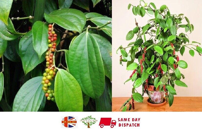 Black Peppercorn (Piper Nigrum) | 25+ untreated seeds |