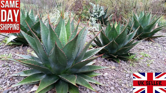 Mountain Agave (Agave Montana) | 10 Seeds | Houseplant | Century Agave