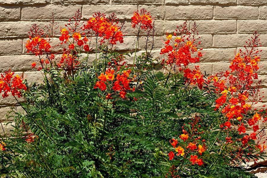 Mexican Bird of Paradise (Caesalpinia Pulcherrima) 20+ seeds