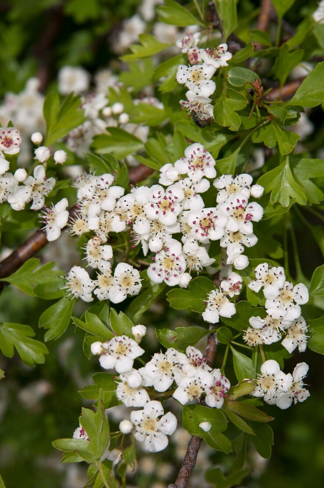 Hawthorn | Quick Growing Hedge | Crataegus Monogyna | 50+ seeds