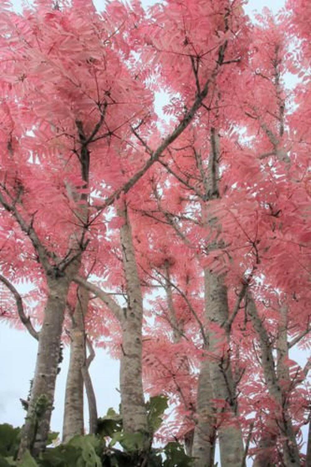 mahogany bonsai tree Chinese Mahogany (Toona Sinensis) | 20+ seeds | Bonsai