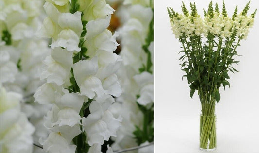 Antirrhinum Potomac Ivory F1 | 20+ fresh seeds | Snapdragon