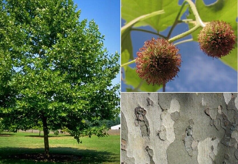 London Plane Tree (Platanus Acerifolia) | 75+ seeds | Attractive Bark