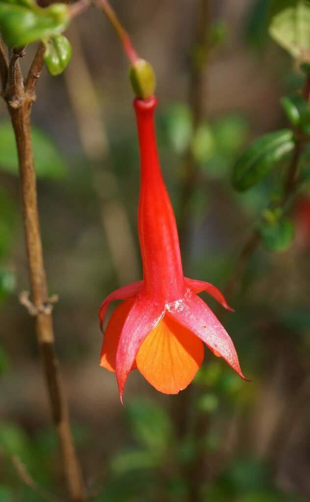 Fuchsia Vulcanica | "Lady's Eardrops" 20+ seeds | Stunning & Rare