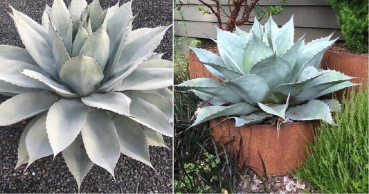 Whale's Tongue Agave | Agave Ovatifolia | 10+ seeds