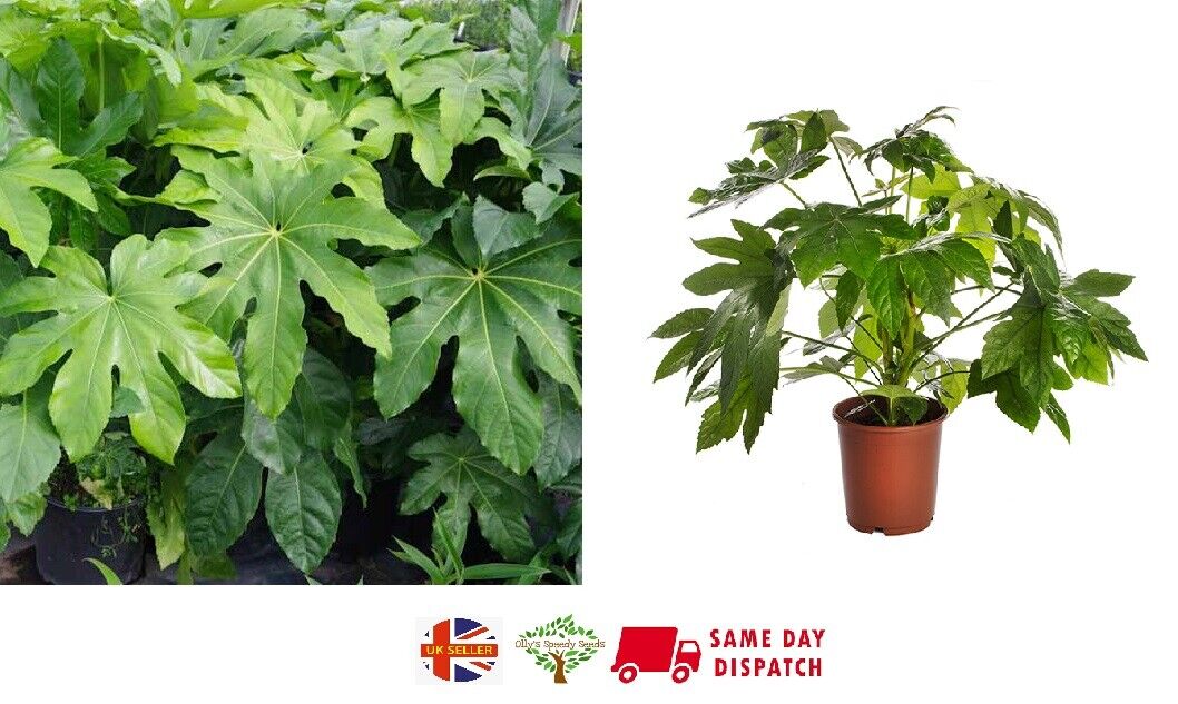 Fatsia Japonica | 25+ seeds | Garden or House Plant | Birds | Same Day Dispatch