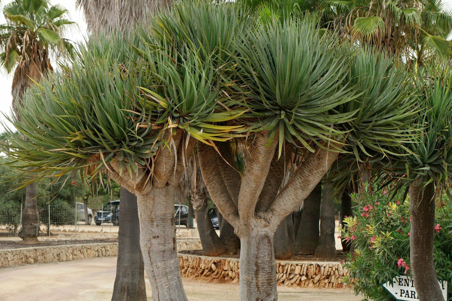 Dragon Tree (Dracaena Draco) | 15+seeds | House Plant