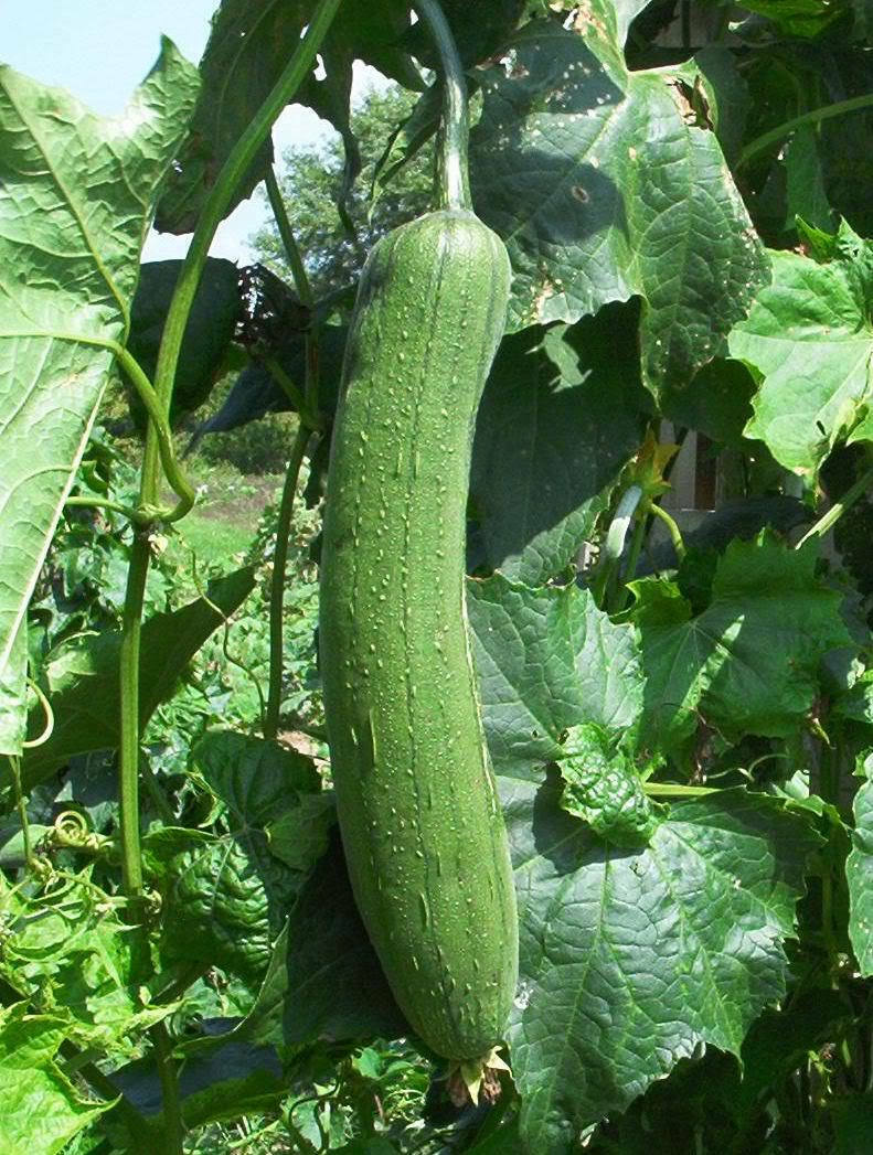 Luffa Sponge Gourd | 20 fresh seeds | Loofah | Grow your own sponges!