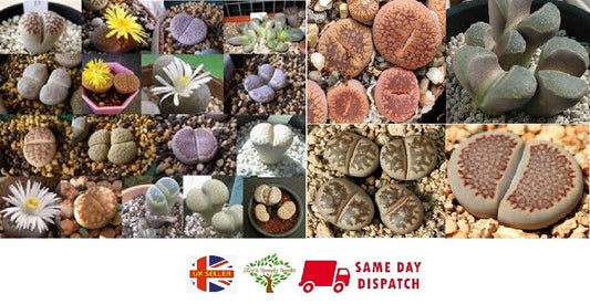 Lithops Mix | 20 seeds | Living Stones | Same Day Dispatch