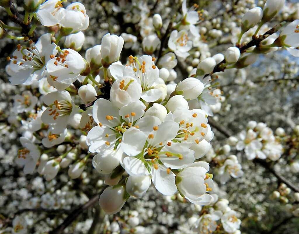 Blackthorn Prunus Spinosa 25+ seeds | Sloe Berry Gin | Hardy