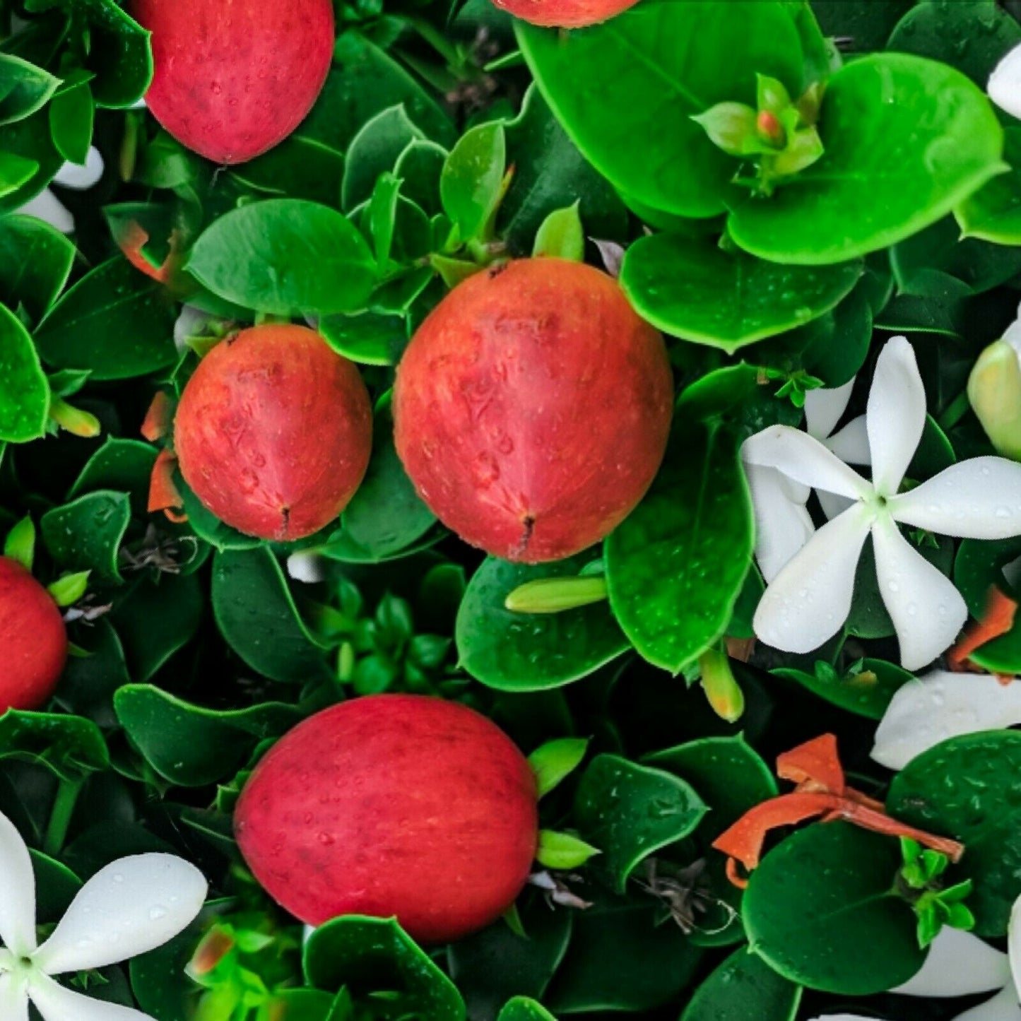 Natal Plum (Carissa Macrocarpa) | 20+ seeds