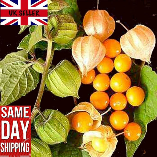 Cape Gooseberry (Physalis Peruviana) | 100+ seeds | Inca Berry