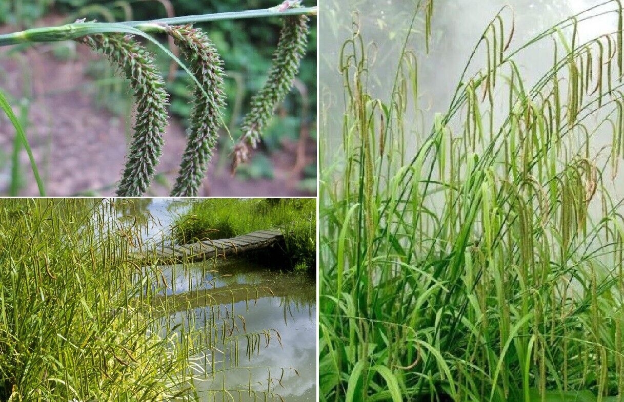 Weeping Sedge (Carex Pendula) | 100+ Seeds | Pond side/Shade
