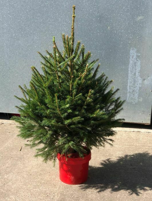 Grow your own Christmas Tree kit | Xmas idea | +FREE GIFT