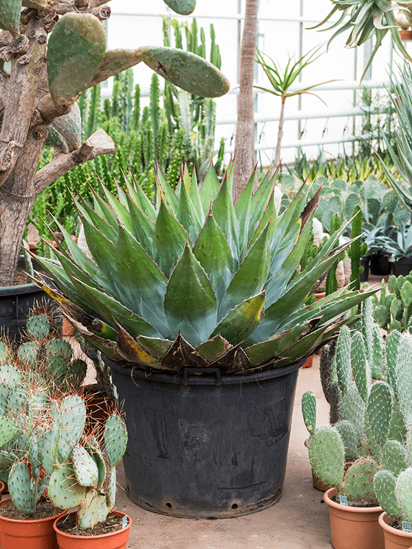 Mountain Agave (Agave Montana) | 10 Seeds | Houseplant | Century Agave