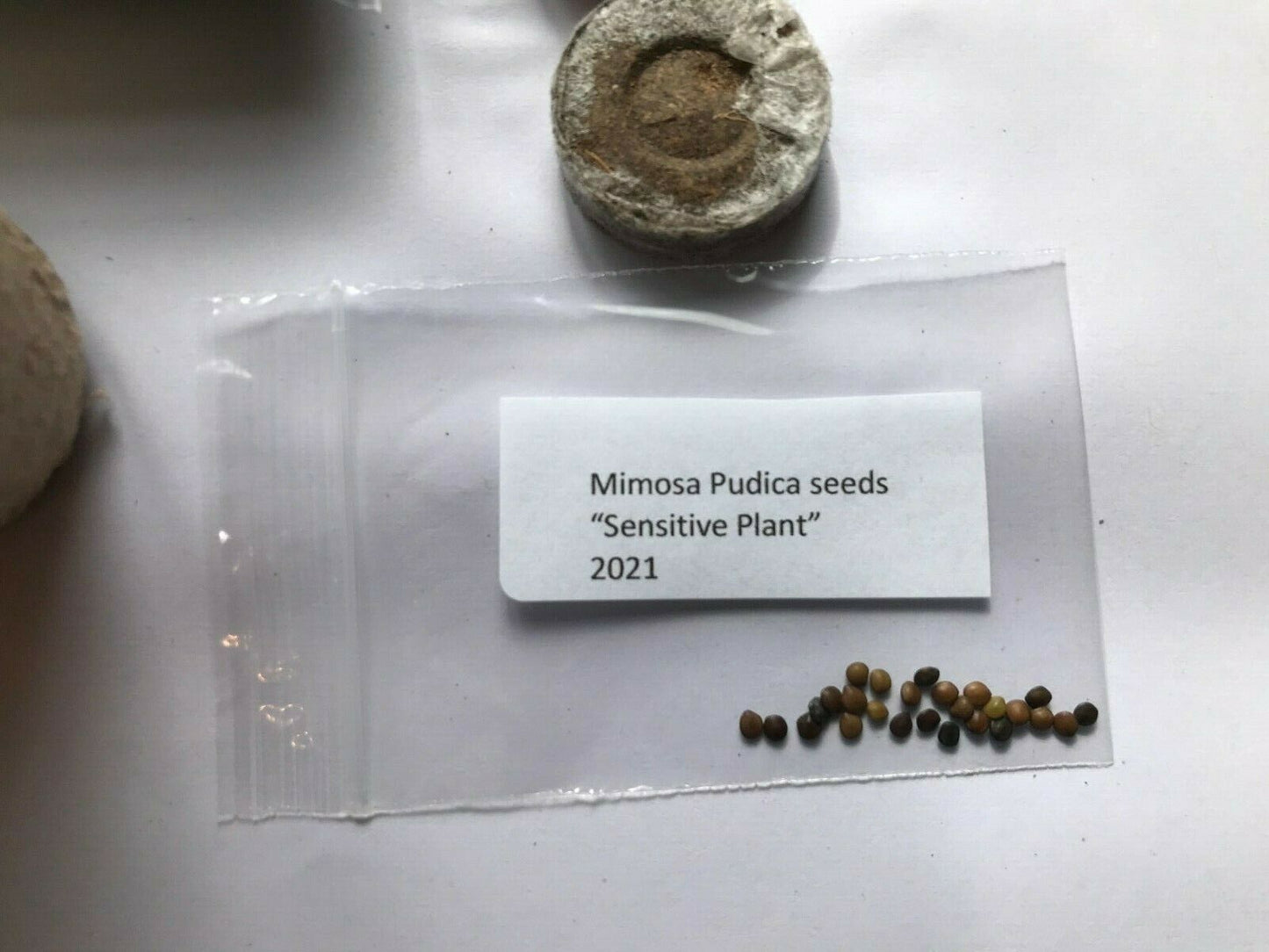 Mimosa Sensitive Plant Kit - Indoor Fun & Educational Gift