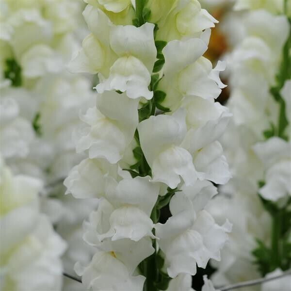 Antirrhinum Potomac Ivory F1 | 20+ fresh seeds | Snapdragon
