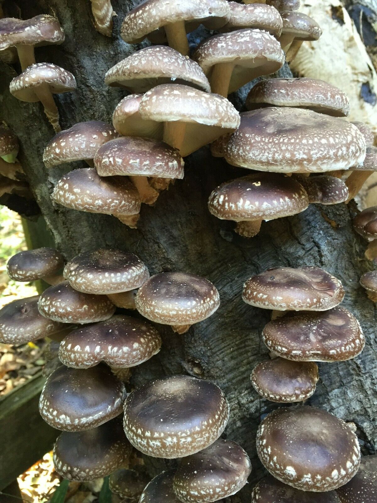 Shiitake Mushroom spawn | 30 dowels | FREE WAX