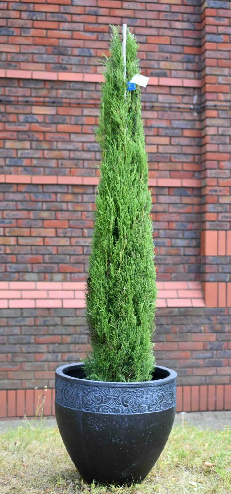 Italian Cypress (Cupressus Sempervirens Stricta) | 50+ seeds