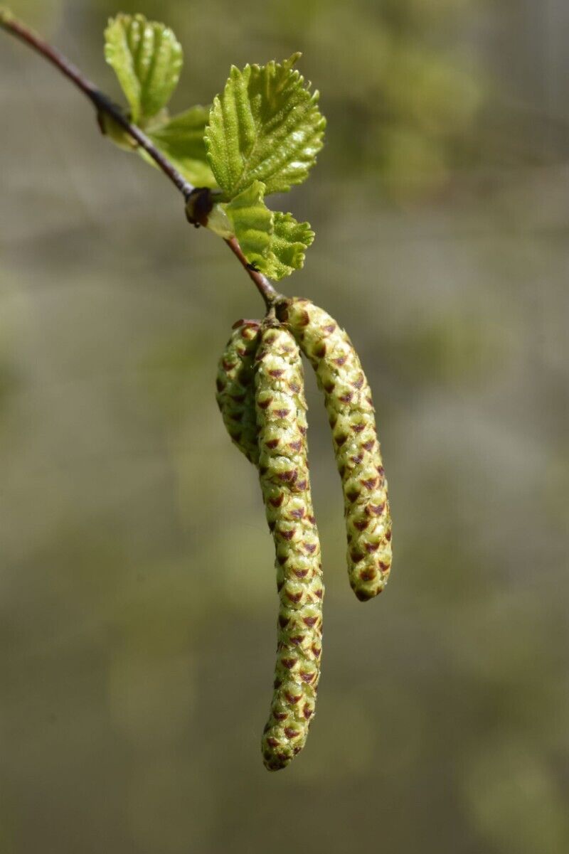 Silver Birch Tree in 9cm pot | Organic | Hardy Fast Growing | Same Day Dispatch