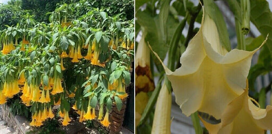 Yellow Angels Trumpet Brugmansia Suaveolens Datura | 10+ seeds