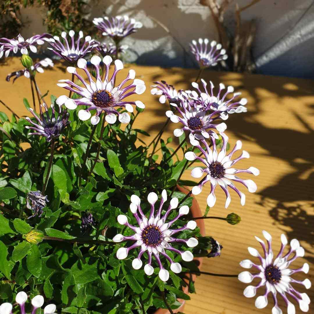 Blue Daisy Osteospermum "Whirligig" | 10+ seeds