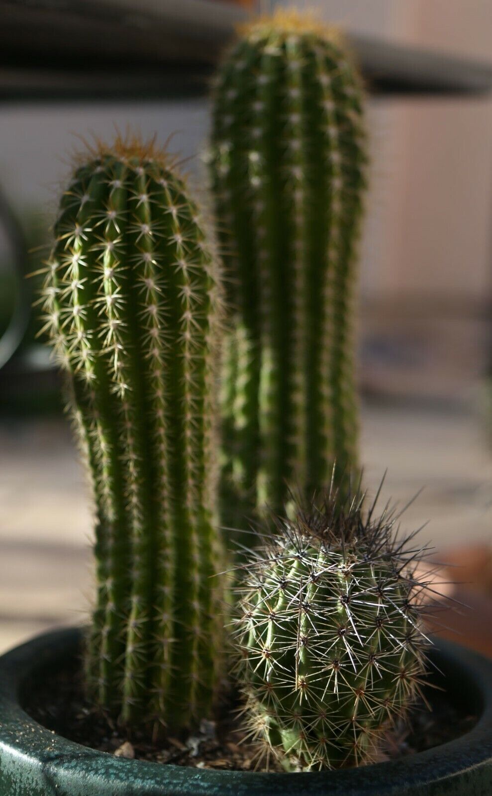 Saguaro Giant Cactus (Carnegiea Gigantea) | 20+ fresh Seeds