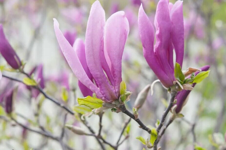 Scented Magnolia Liliiflora | 10 seeds