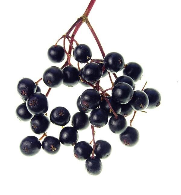 Elderflower (Sambucus Nigra) | Organic | 30+ seeds | Same Day Dispatch