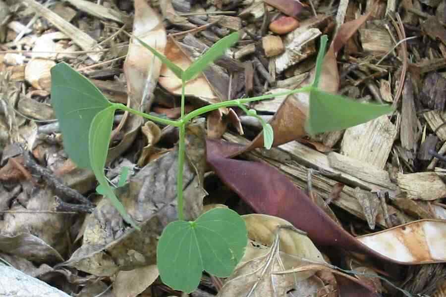 Purple Orchid Tree (Bauhinia Purpurea) | 20+ Seeds | Bonsai