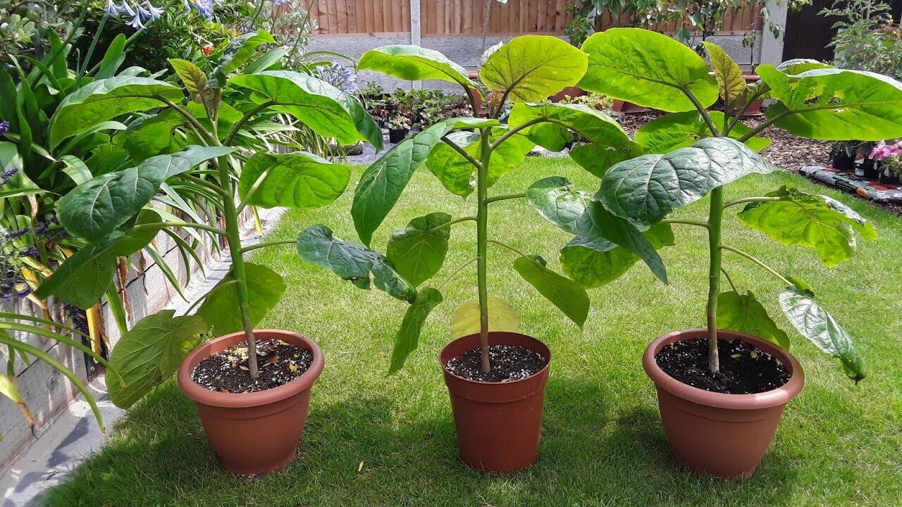 Tamarillo| Tree Tomato | Cyphomandra Betacea | 25+ seeds