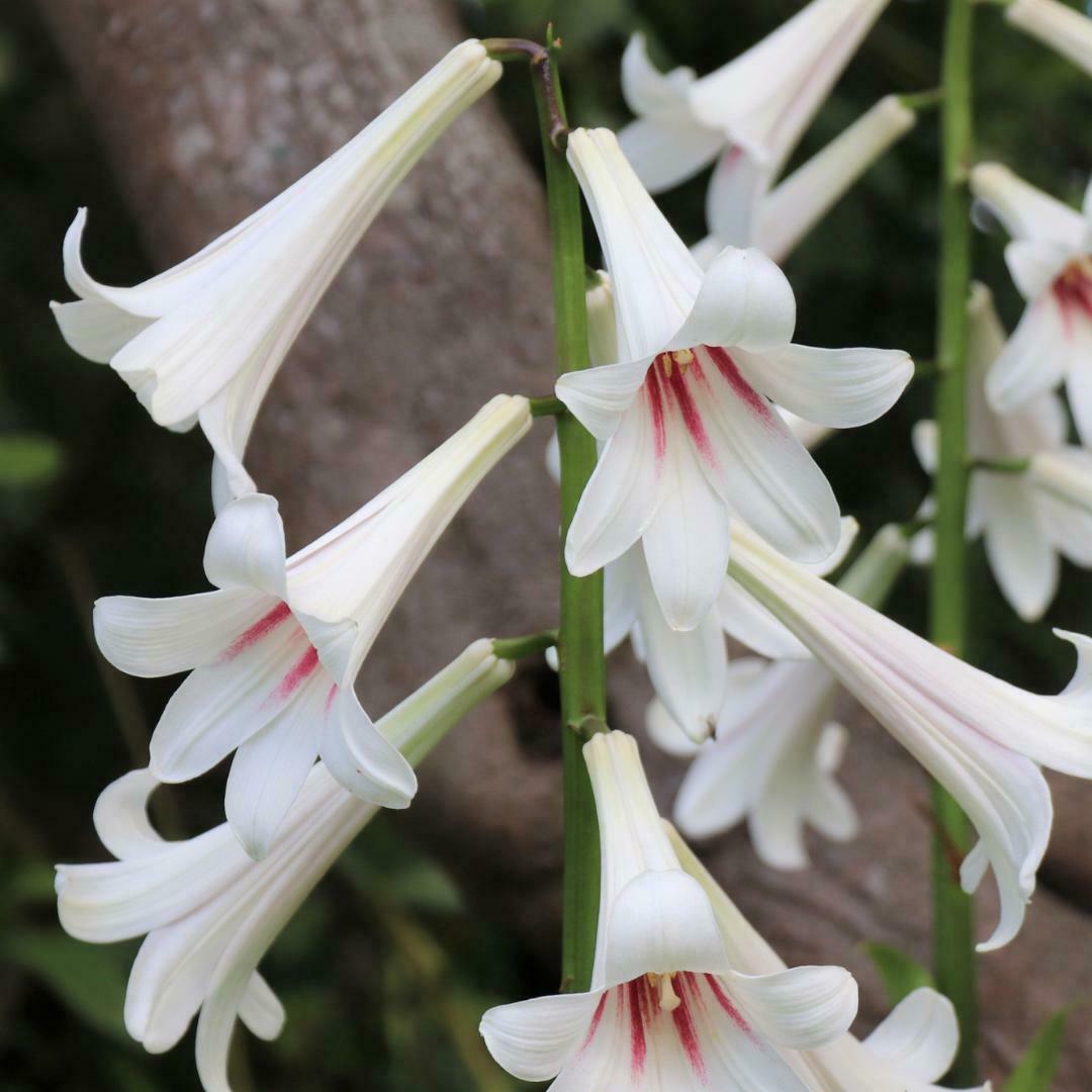 Giant Himalayan Lily (Cardiocrinum Giganteum) | 20+ Seeds