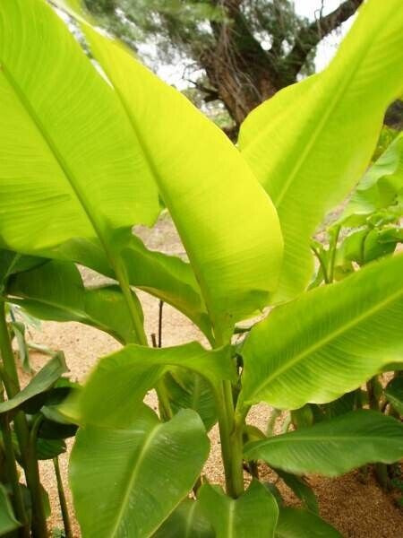 Canna Lily "Tuerckheimii Giant" 10 seeds ORGANIC - own crop