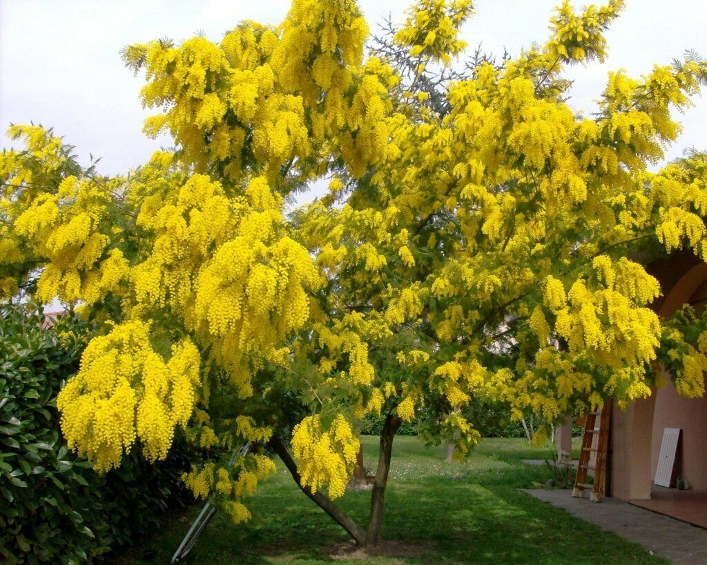 Silver Wattle Mimosa (Acacia Dealbata) 25+ seeds | Very Fast Germination