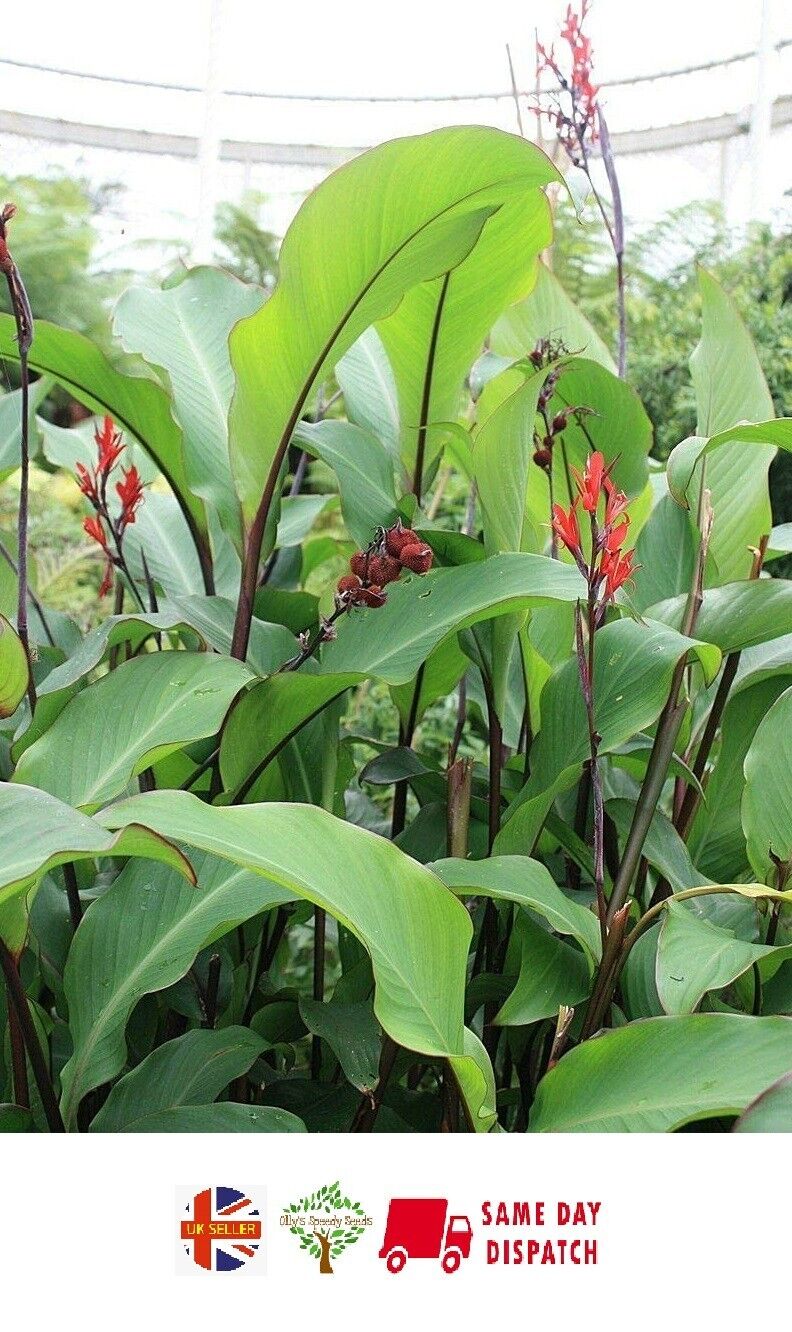 Canna Lily "Tuerckheimii Giant" 10 seeds ORGANIC - own crop
