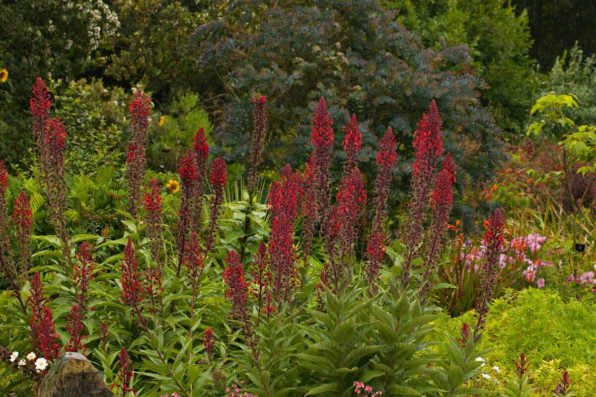 Devil's Tobacco (Lobelia Tupa) | 50+ seeds