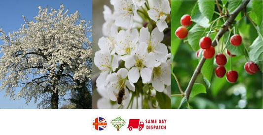 Cherry (Prunus Avium) | 20+ seeds | Sweet Cherry