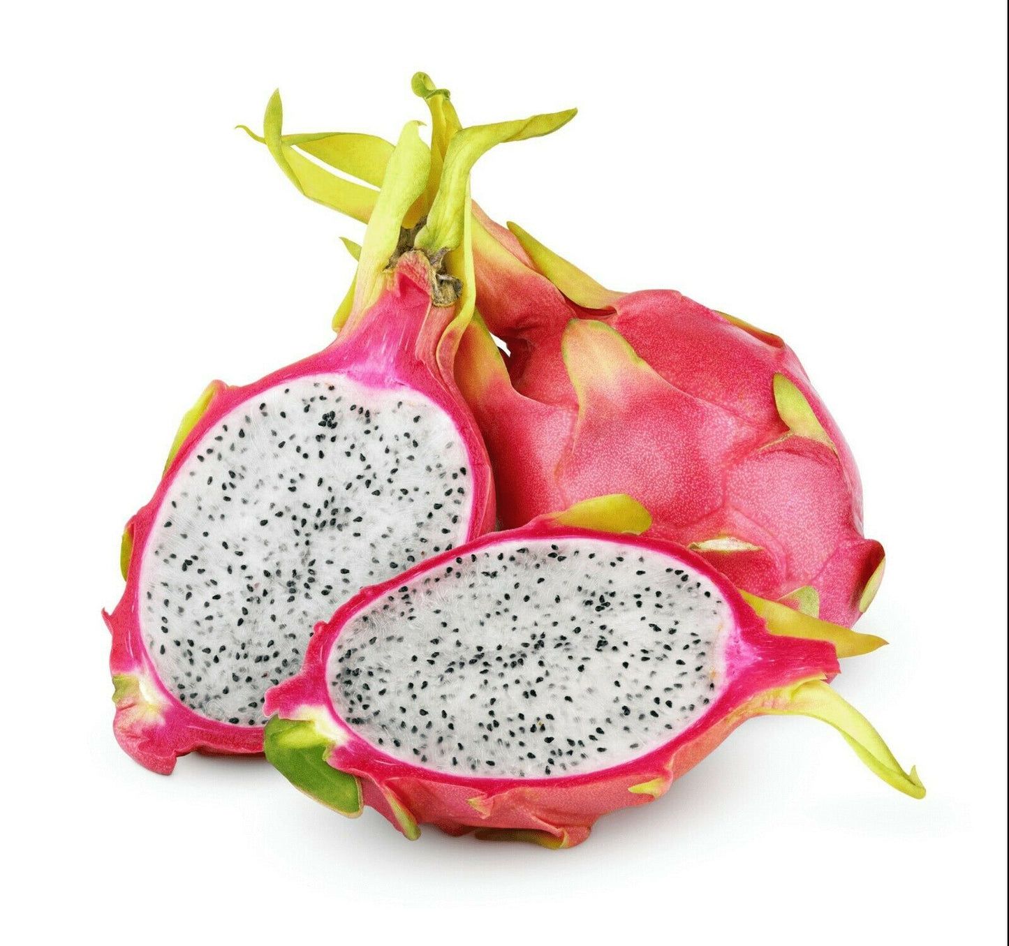 Dragon Fruit Cactus Plant x1 (Selenicereus Undatus) | Rooted | UK Grown