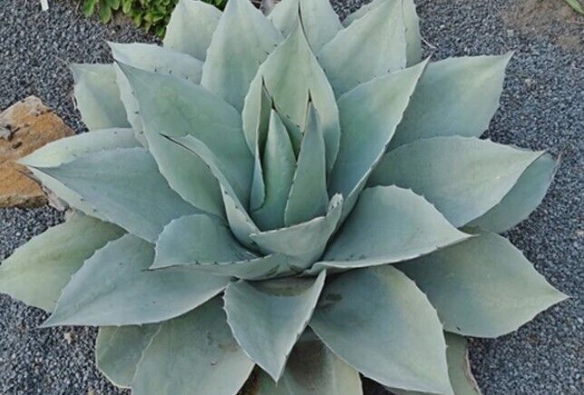 Whale's Tongue Agave | Agave Ovatifolia | 10+ seeds