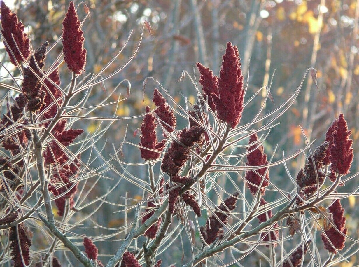 Staghorn Tree (Rhus Typhina) | 50+ seeds | Sumac
