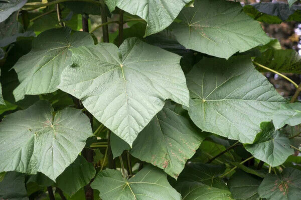 Princess Empress Foxglove Tree | Paulownia | Plant in 9cm Pot | Fast Growing