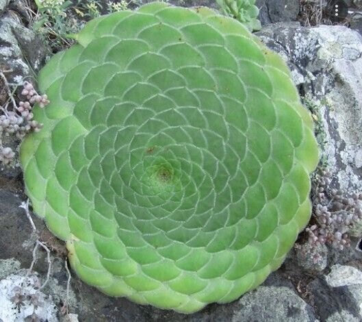 Flat Top Saucer Plant (Aeonium Tabuliforme) | 20+ seeds