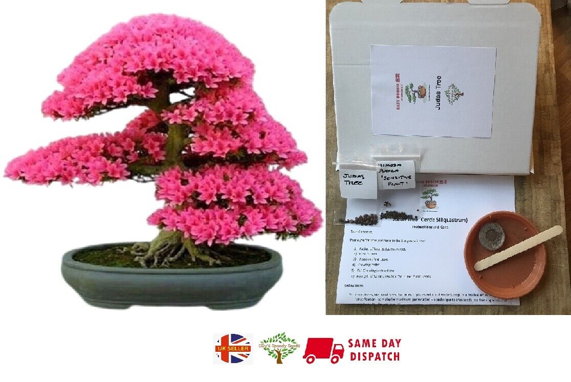can you grow your own bonsai tree Grow Your Own Bonsai Starter Kit | Judas Tree | Indoor