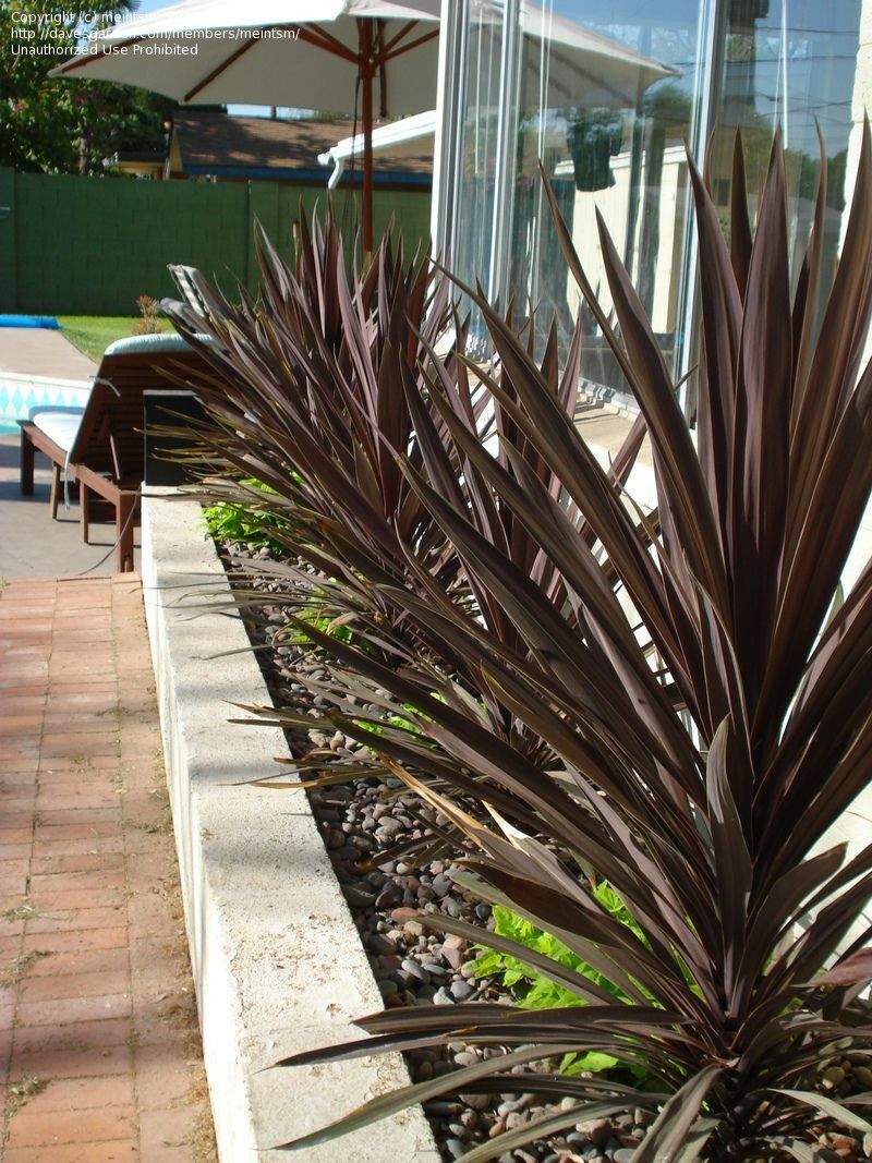 Cordyline Australis Purpurea | 20+ Seeds | Cornish Palm