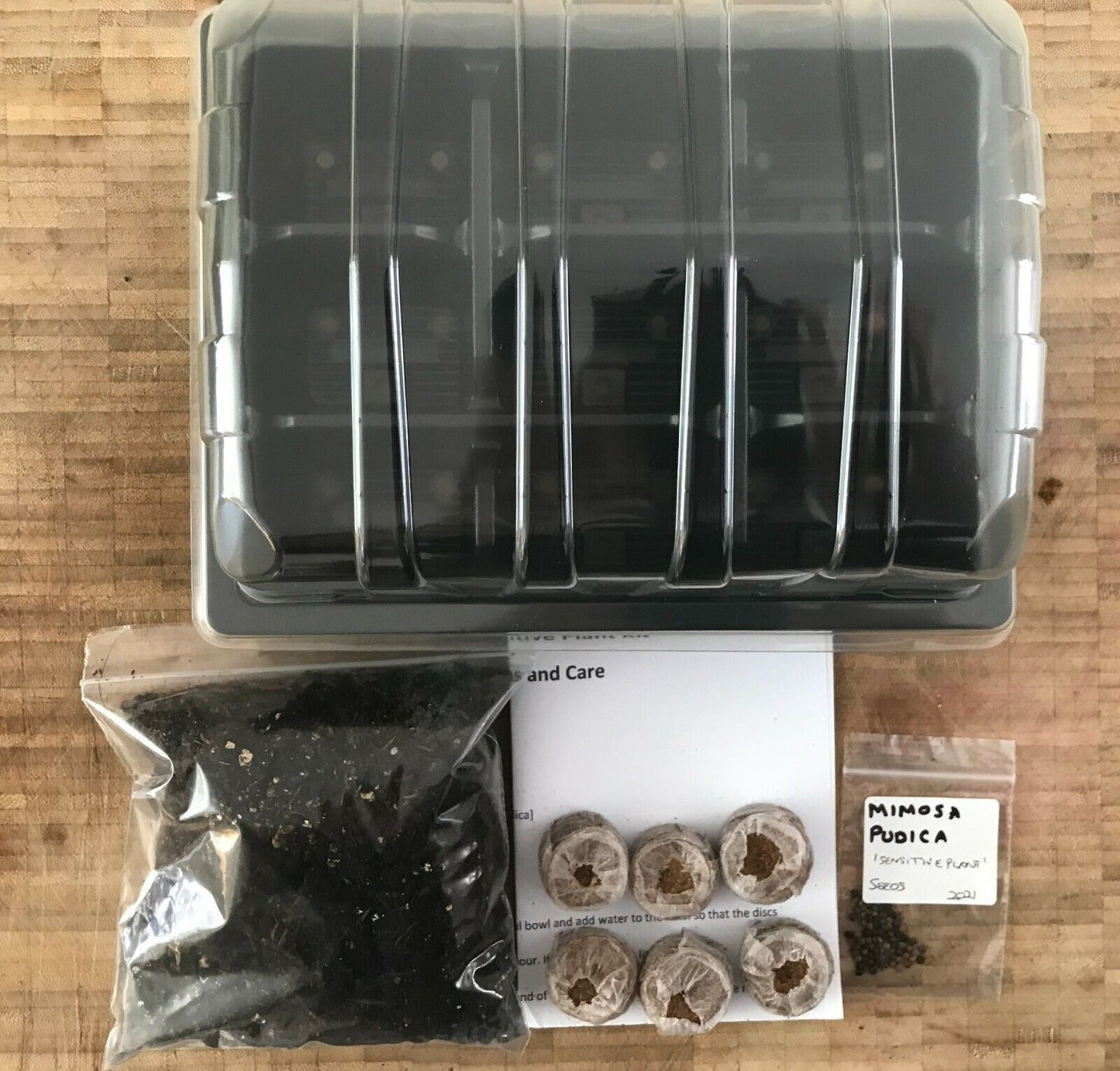 Mimosa Sensitive Plant Kit - Indoor Fun - Educational Gift | Same Day Dispatch